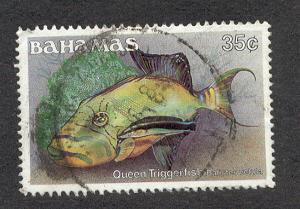 Bahamas # 610 Used Queen Triggerfish Fish