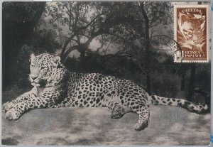 52618 - Spanish GUINEA - MAXIMUM CARD - ANIMALS LEOPARD 1953-
