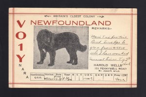 NEWFOUNDLAND: 1939 DOG Illustrated QSL Ham Radio Postcard 6.5 x 4