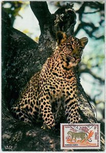 32175 - Congo - POSTAL HISTORY-MAXIMUM CARD - 1972: Panther, Safari, Wild Animals-