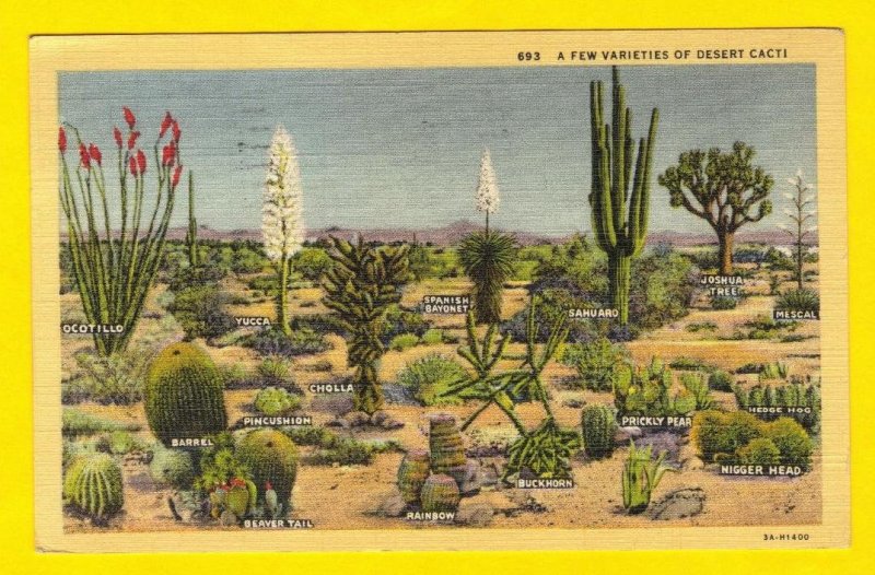US 1940 Cactus Life Sc 804 Post Card Desert Cactus Los Angeles California USA