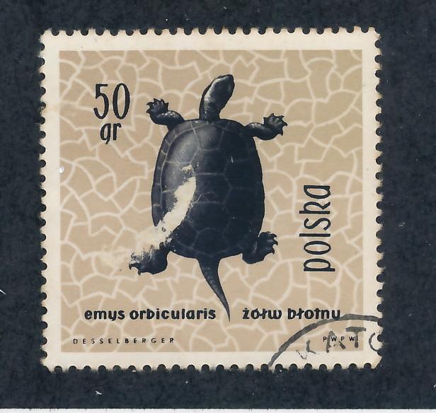 Poland 1963 Scott 1136 CTO - 50g,  European pond turtle