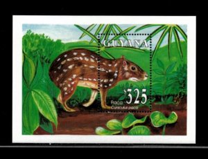 Guyana 1993 - Animal Paca - Souvenir Sheet Stamp - Scott #2672 - MNH