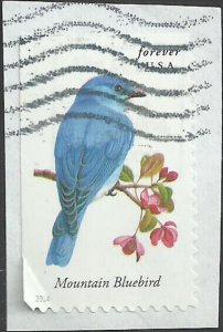 # 4883 USED MOUNTAIN BLUEBIRD