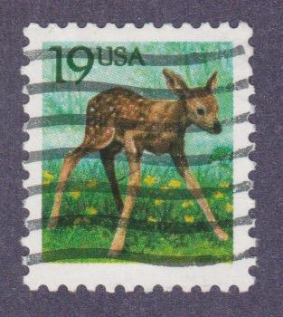 2479 fawn