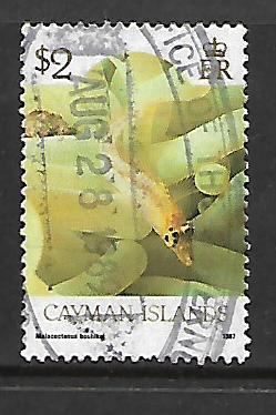 CAYMAN ISLANDS 572a USED MALACOCTENUS BOEHIKEI 1987