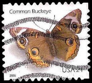 # 4001 USED COMMON BUCKEYE BUTTERFLY