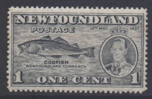 Canada Newfoundland Scott 233 - SG257d, 1937 Coronation 1c Perf 13.1/2 MH*