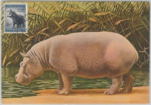 52643 - SOUTH AFRICA - MAXIMUM CARD - ANIMALS Hippopotamus 1956-