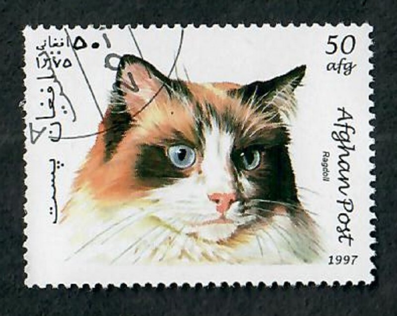 Afghanistan Ragdoll Cat CTO single from 1999