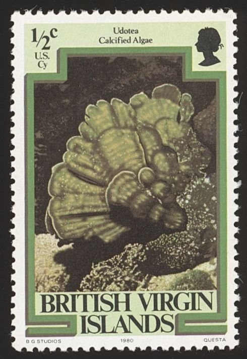 BRITISH VIRGIN ISLANDS Sc 364 VF/MNH - 1980 ½¢ Calcified Algae