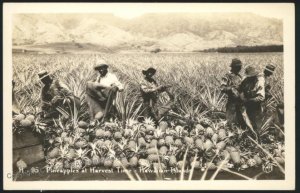 Hawaii USA 1944 WWII APO 958  RPPC Pineapple Harvest 109077