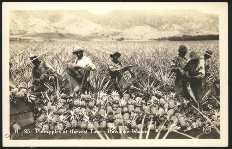 Hawaii USA 1944 WWII APO 958  RPPC Pineapple Harvest 109077