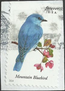 # 4883 USED MOUNTAIN BLUEBIRD