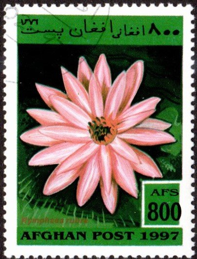 sw1771 - Cto - 800af Pink Water Lily (1997)