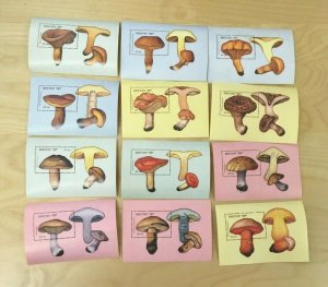 SPECIAL LOT Bhutan 1989 725-36 - Mushrooms - 10 Sets of 12 S/S - MNH