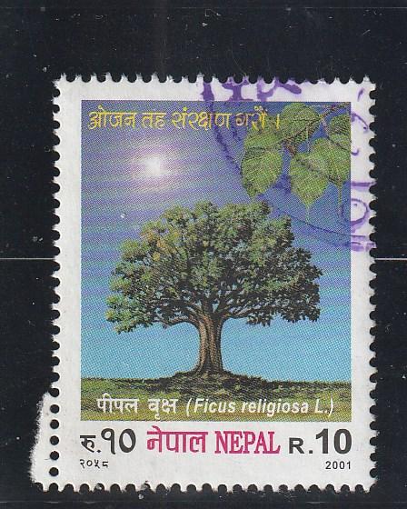 Nepal  Scott#  697  Used  (2001 Ficus Religiosa)