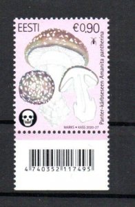 ESTONIA - 2020 - MUSHROOMS - AMANITA PANTHERINA -