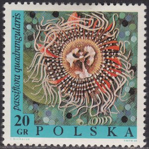 Poland 1578 Passiflora Quadrangularis 1968