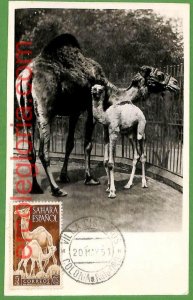 32238 - Spanish Sahara - MAXIMUM CARD - 1953 - Animals-