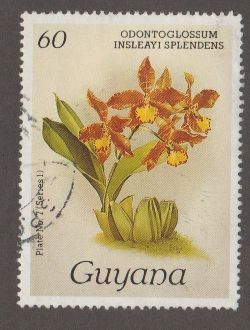 Guyana 1029 Orchid
