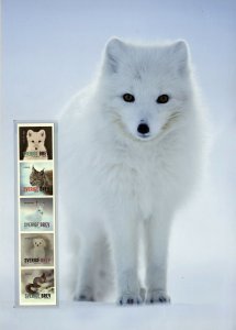 Sweden Scott 2864 MNH stamps collector's sheet animals in winter fox bobcat