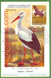 32918 - HUNGARY - MAXIMUM CARD - FAUNA, BIRDS-