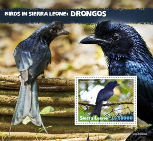 Sierra Leone Birds on Stamps 2020 MNH Drongos Greater Racket-tailed Drongo 1v SS