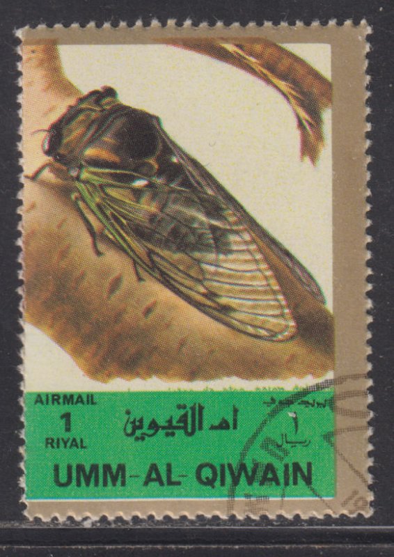 UAE Umm Al Qiwain Unlisted  Insects & Nature