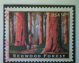 United States, Scott #4378, used(o), 2009, Redwood Forest, $4.95