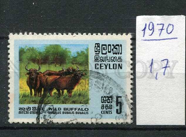 266193 CEYLON 1970 year used stamp Wild buffalo