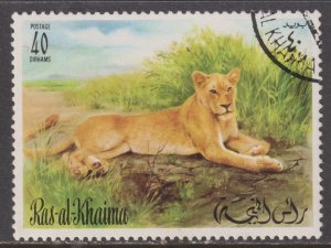 UAE Ras Al Khaimah Unlisted Female African Lion