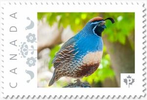 GAMBEL'S QUAIL EXOTIC BIRD Personalized Postage stamp MNH Canada 2018 p18-06sn05