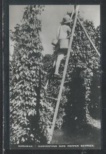 SARAWAK (P2707B) HARVESTING RIPE PEPPER 