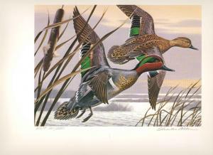 CALIFORNIA #13 1983 STATE DUCK STAMP PRINT GREEN WINGED TEAL  EX P ED by Allen