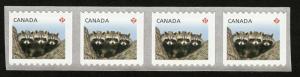 LARGE COIL = BABY RACCOONS = Strip of 4 Canada 2012 #2505 MNH