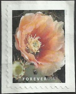 # 5350 Used Cactus Flowers