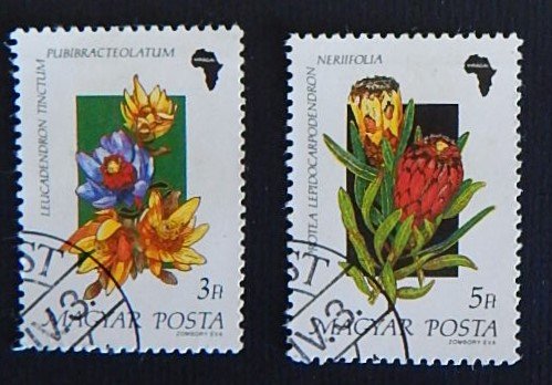 Flowers< Magyar (R-425)