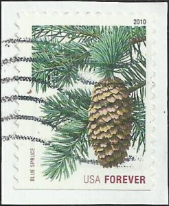 # 4481 USED BLUE SPRUCE