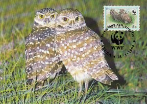 Aruba 1994 Maxicard Sc #101 5c Burrowing Owls 2 adults WWF