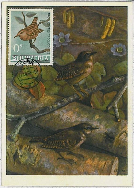 MAXIMU CARD - Fauna animals BIRDS : ALBANIA 1964  #6