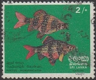Sri Lanka 1972  Sc#476 2/- Black Ruby Barb Fish USED-F-NH.