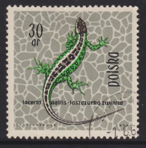 Poland 1134 Sand Lizard 1963