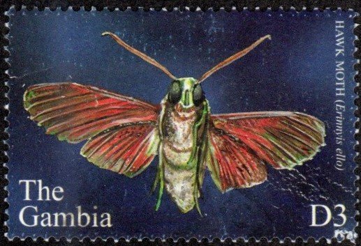 Gambia 2569 - Used - 3d Hawk Moth (2002) (cv $0.60)