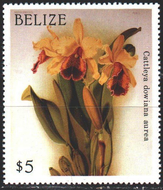 Belize. 1987. À967 from the series. Flowers, flora. MNH.