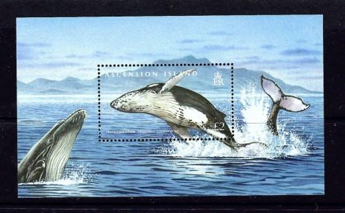 Ascension 970 NH 2009 Whales S/S 