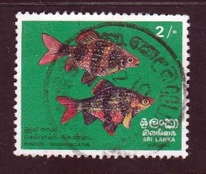 Sri Lanka 1972  Sc#476 2/- Black Ruby Barb Fish USED-F-NH.