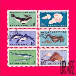 BULGARIA 1961 Black Sea Fauna Dolphin Salmon Stingray 6v Sc1164-1169 Mi1243-1248