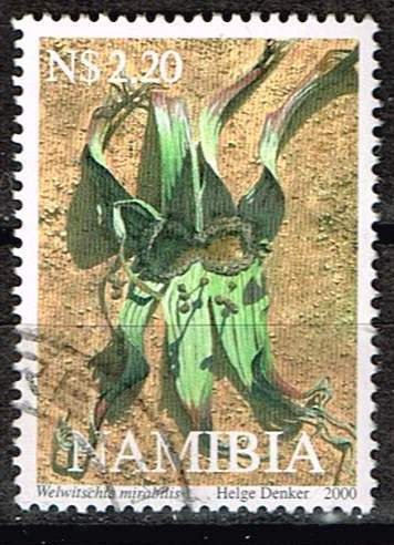 Namibia 2000,Mi.#1024 used Welwitschia plants: Welwitschia mirabilis