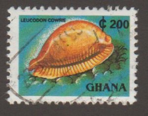 1357e Cowrie shell